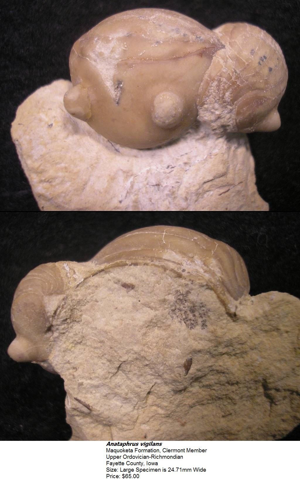 anataphrusvigilans3.jpg