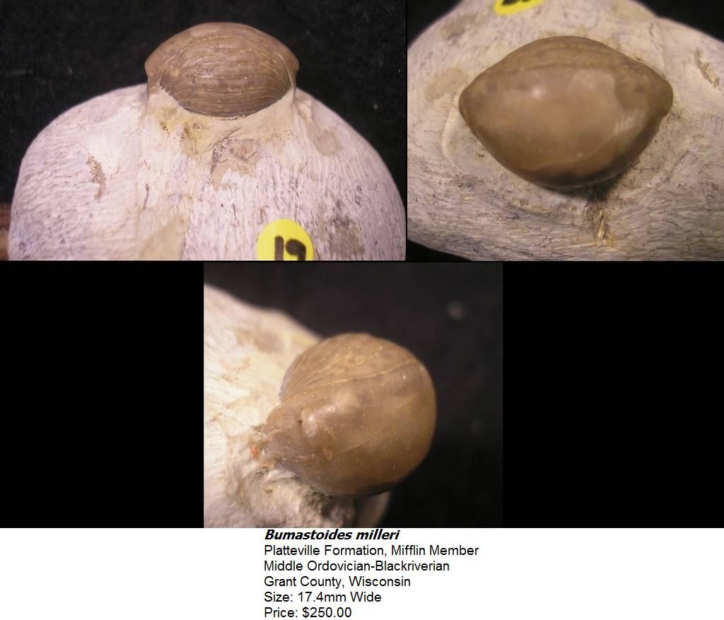 buamstoidesmilleri.jpg