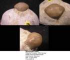 buamstoidesmilleri_small.jpg