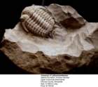 cerauruscfpleurexanthemus_small.jpg