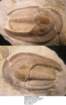 dolichoharpesreticulata_small.jpg