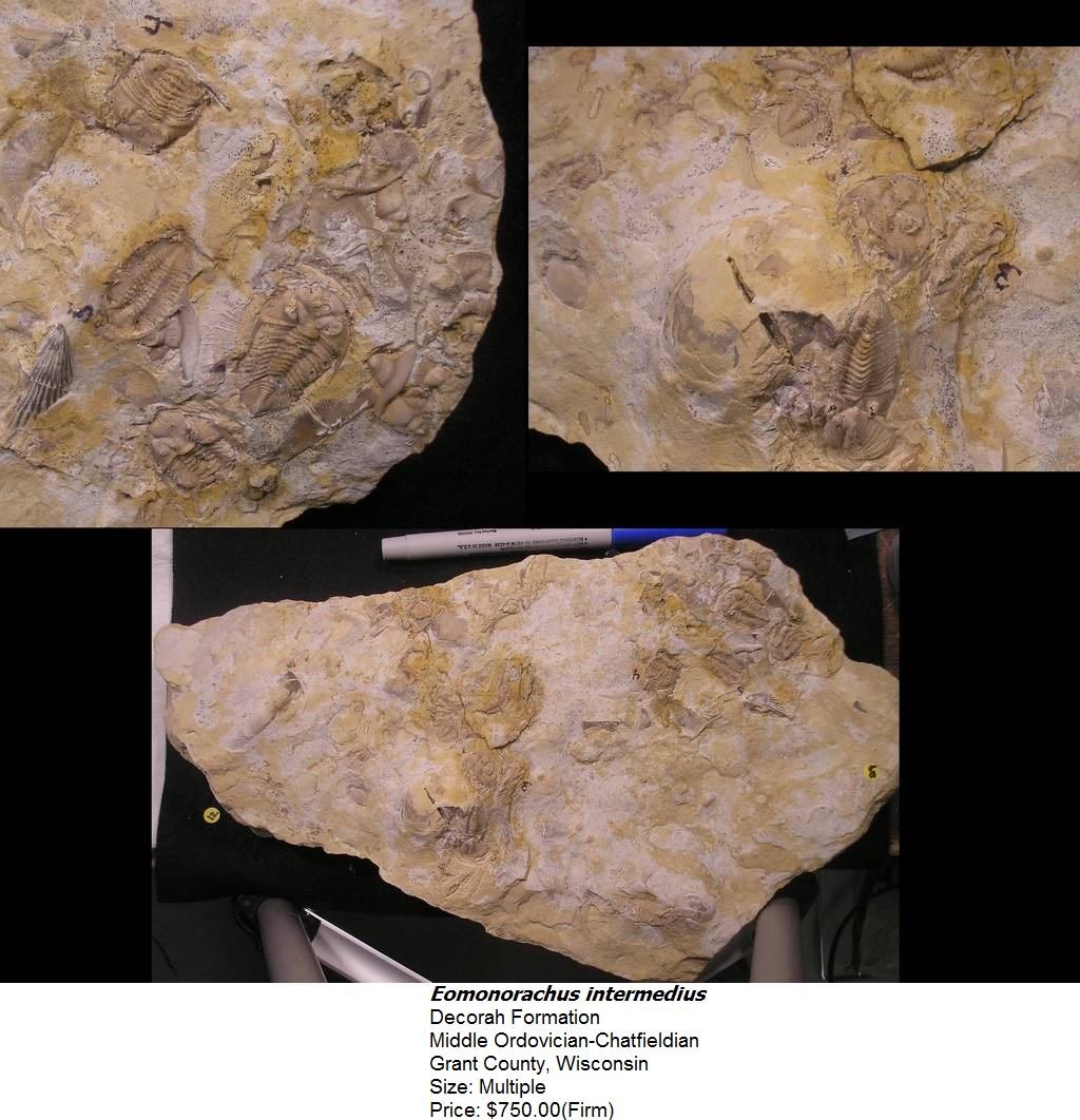 eomonorachusintermedius.jpg