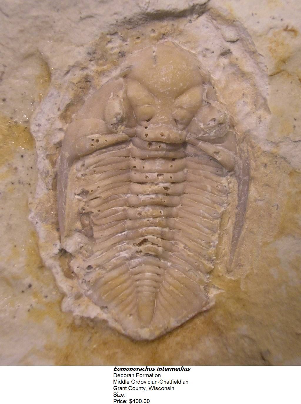 eomonorachusintermedius2.jpg