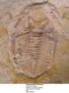 eomonorachusintermedius2_small.jpg