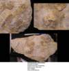 eomonorachusintermedius_small.jpg