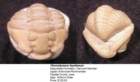 flexicalymenefayettensis_small.jpg