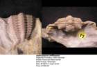gabriceraurusmifflinensis_small.jpg
