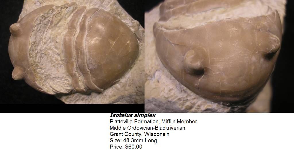 isotelussimplex.jpg