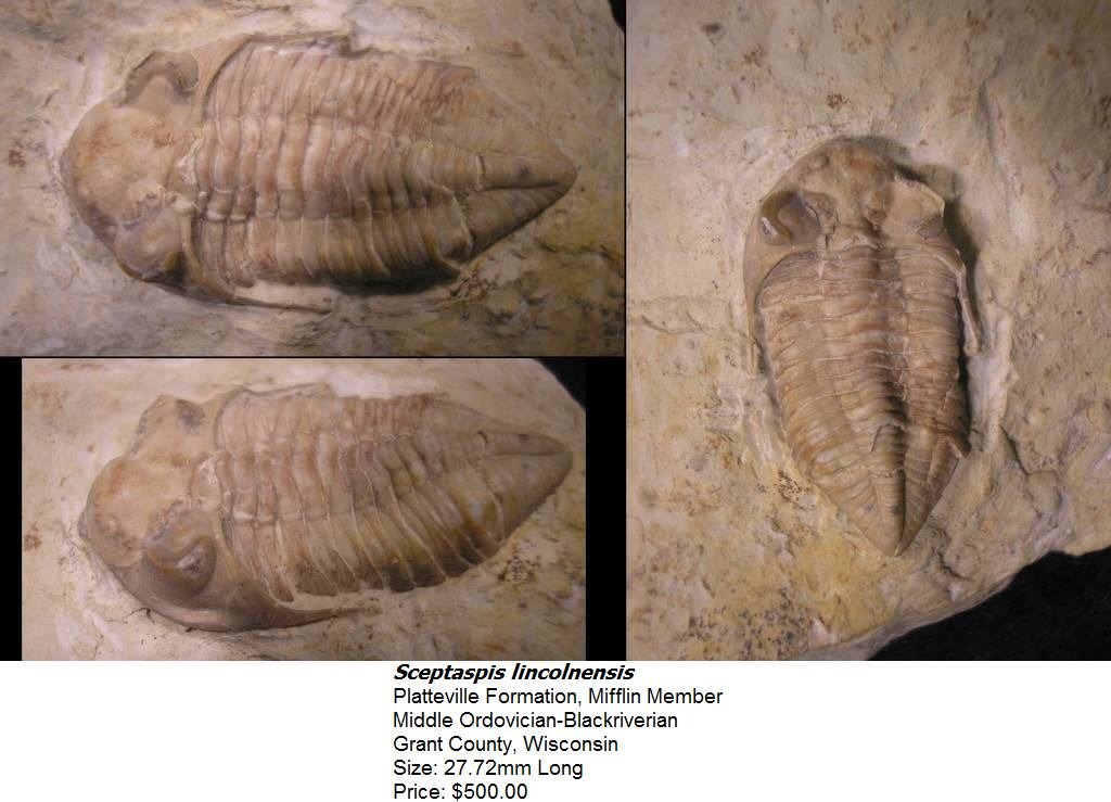 sceptaspislincolnensis.jpg