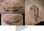 sceptaspislincolnensis_small.jpg