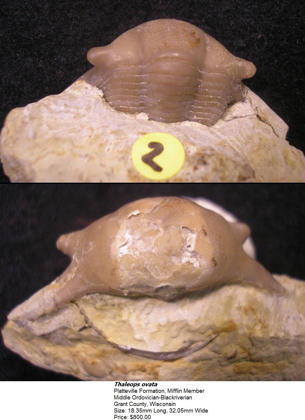 thaleopsovata2.jpg