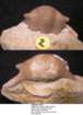 thaleopsovata2_small.jpg