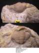 thaleopsovata3_small.jpg