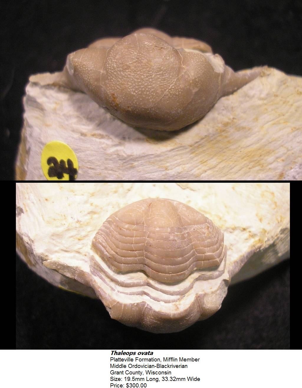 thaleopsovata4.jpg