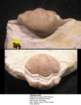 thaleopsovata4_small.jpg
