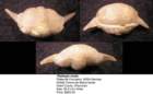 thaleopsovata_small.jpg