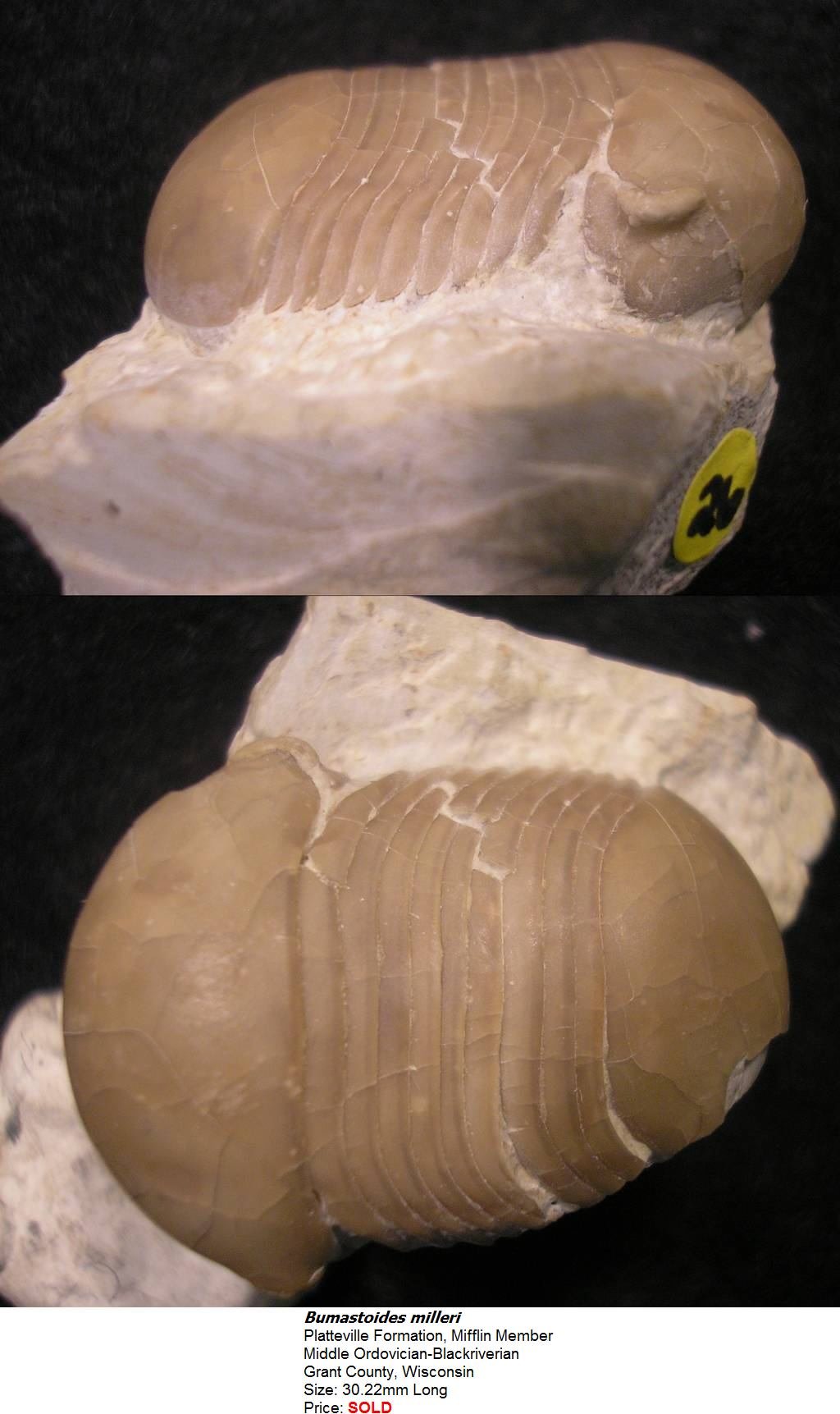bumastoidesmilleri.jpg
