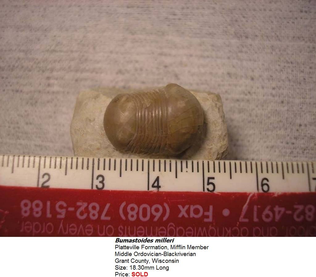bumastoidesmilleri2.jpg