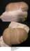 bumastoidesmilleri_small.jpg