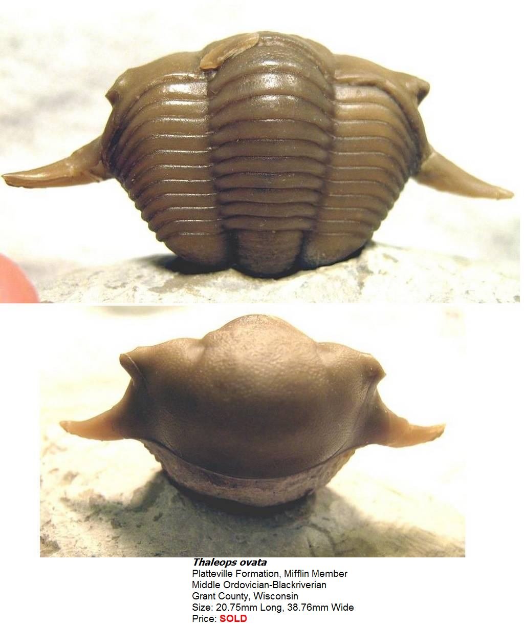 thaleopsovata.jpg