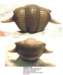 thaleopsovata_small.jpg