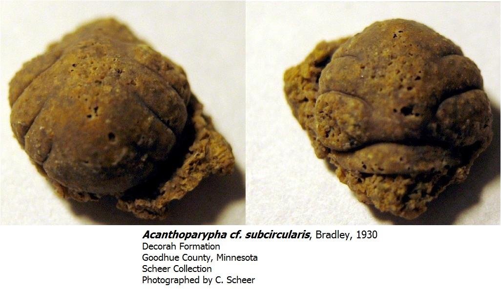 acanthoparyphacfsubcircularis.jpg