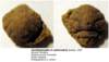 acanthoparyphacfsubcircularis_small.jpg