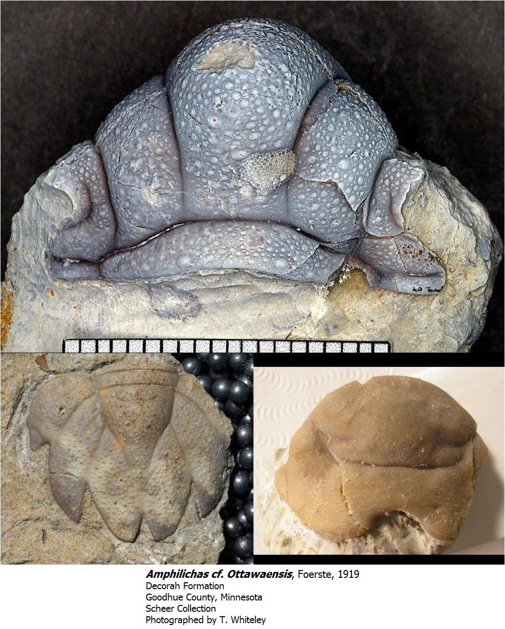 amphilichascfottawaensis.jpg