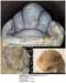 amphilichascfottawaensis_small.jpg