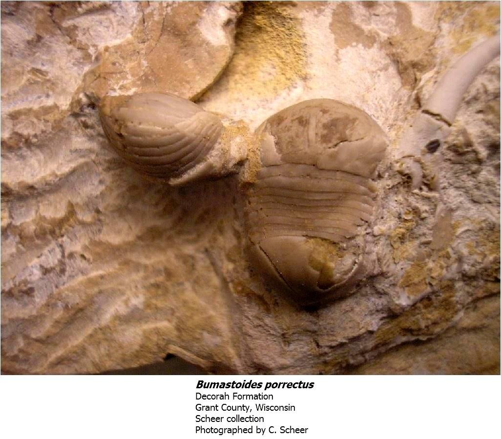 bumastoidesporrectus.jpg