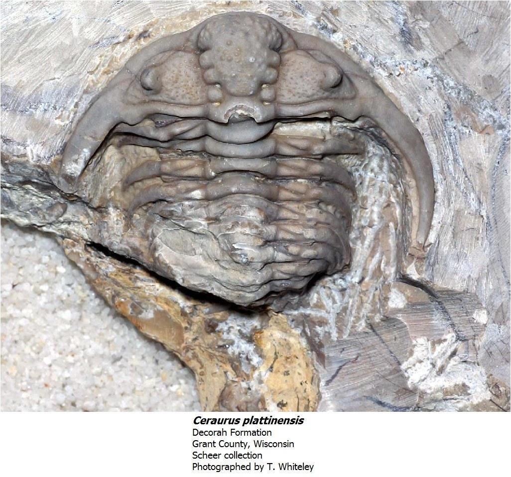 ceraurusplattinensis.jpg