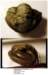 cyphoproetuscfparviusculus_small.jpg