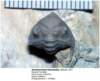 eomonorachusintermedius_small.jpg