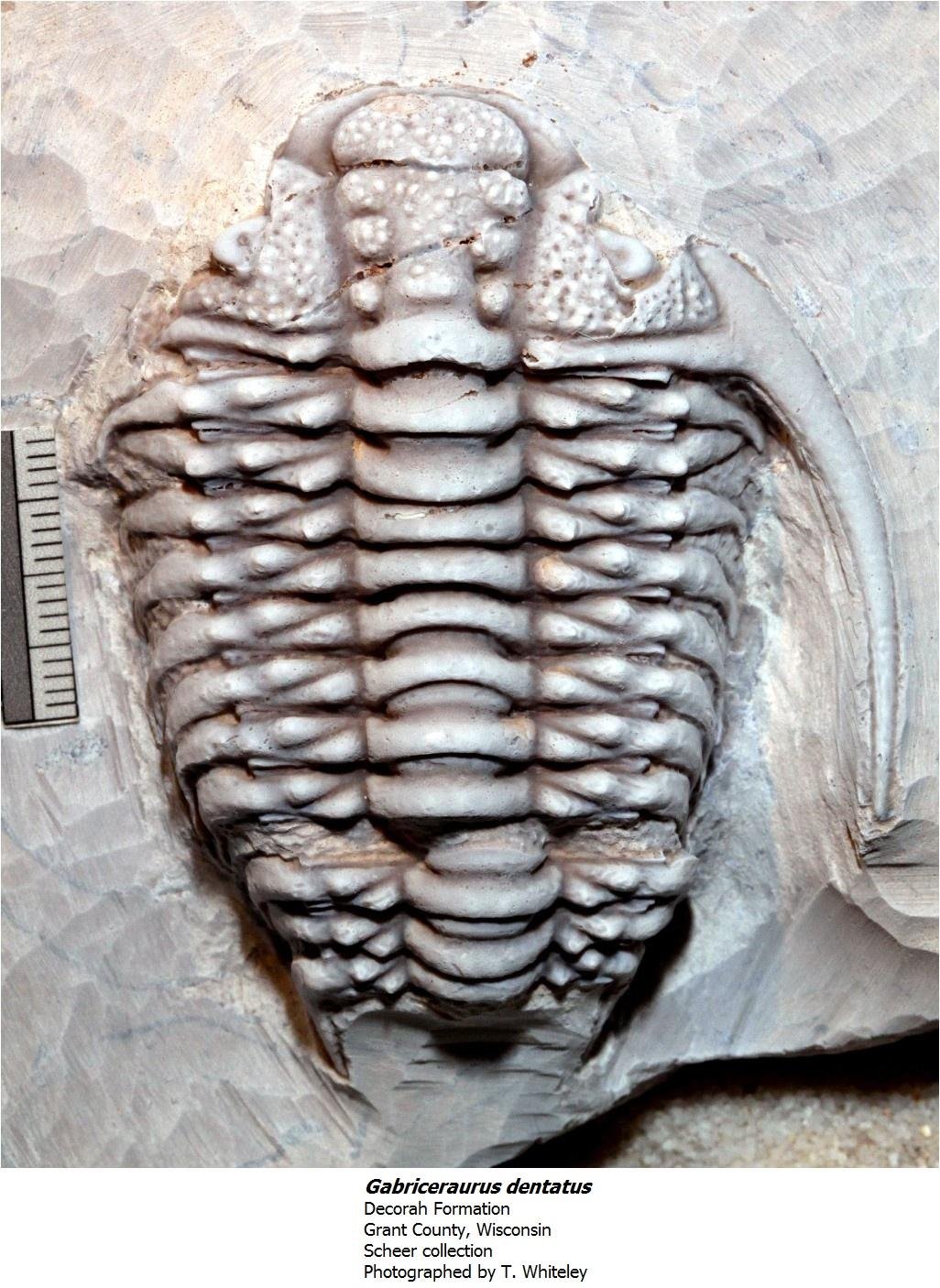 gabriceraurusdentatus.jpg