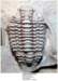 gabriceraurusdentatus_small.jpg
