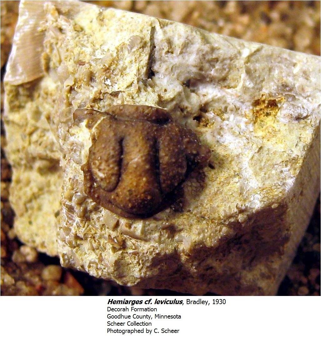 hemiargescfleviculus.jpg