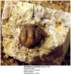 hemiargescfleviculus_small.jpg