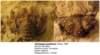 hemiargespaulianus_small.jpg