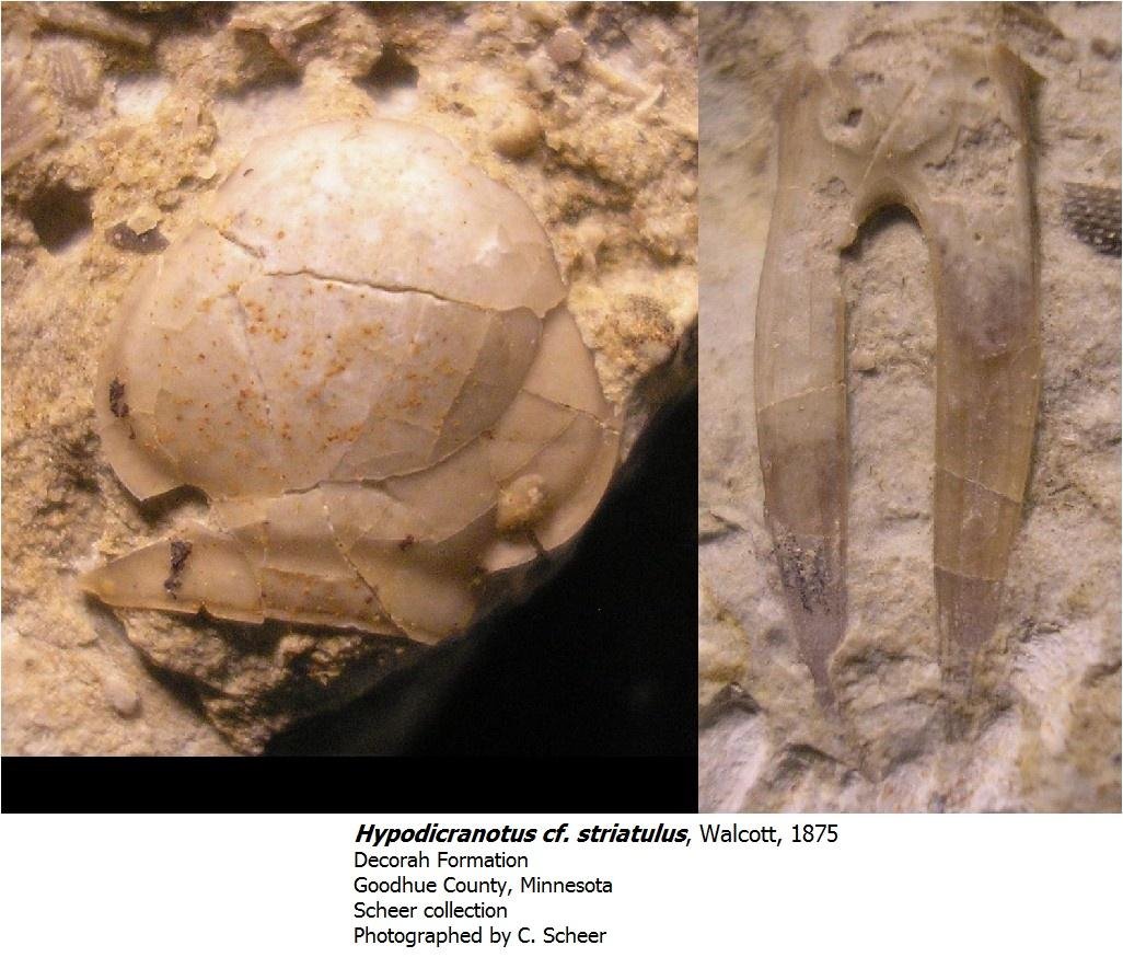 hypodicranotus.jpg