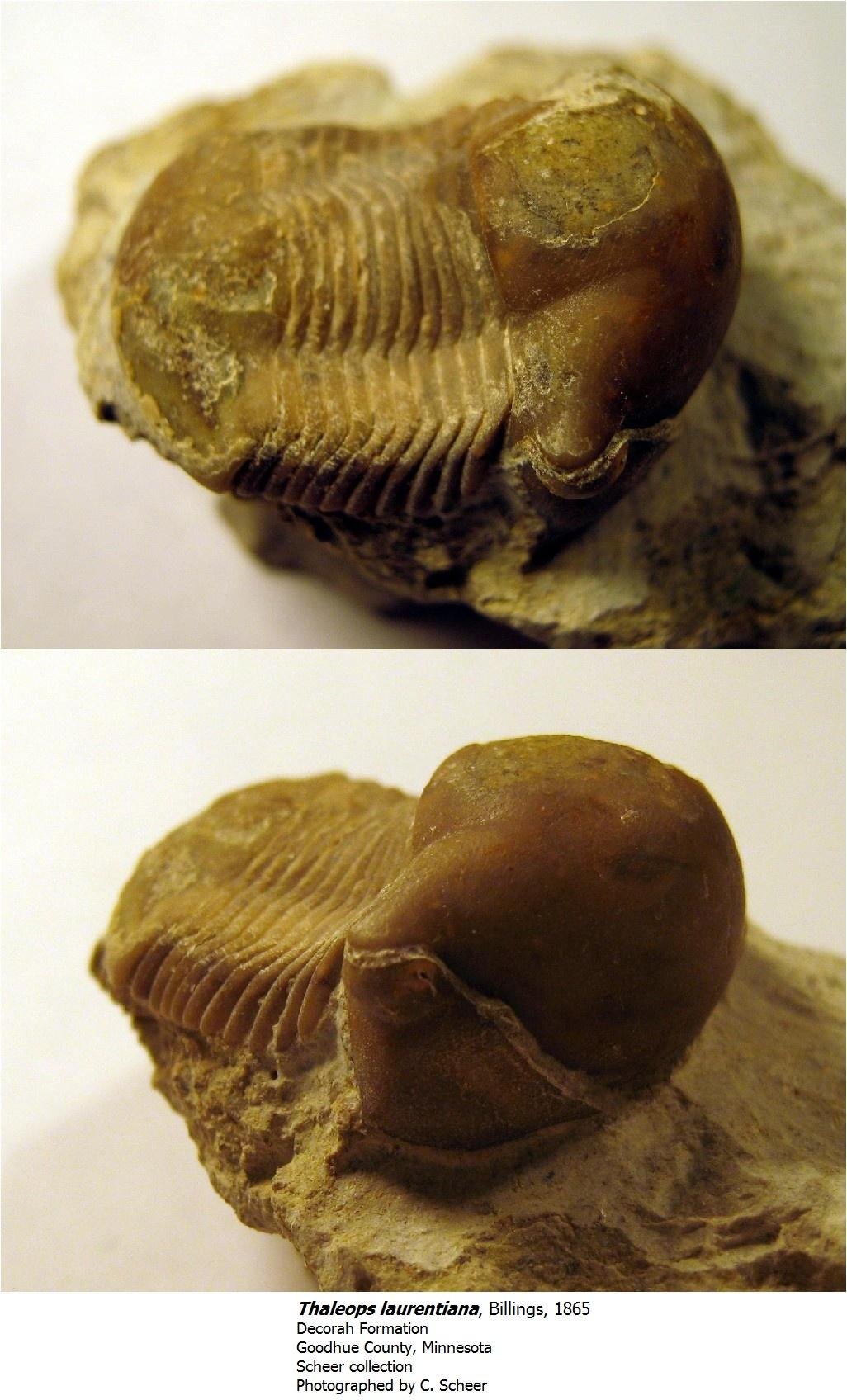 thaleopslaurentiana.jpg