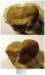 thaleopslaurentiana_small.jpg