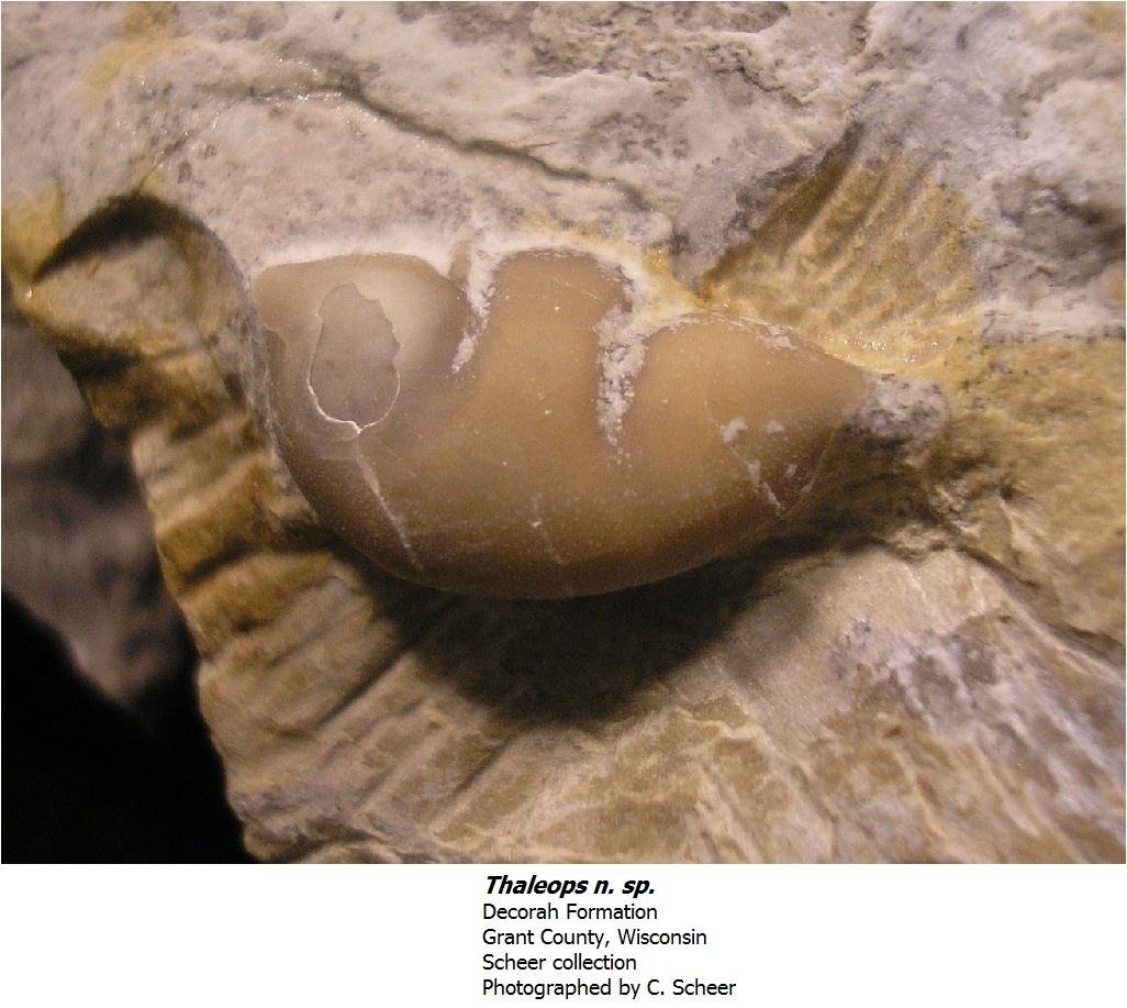 thaleopstypea.jpg
