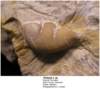 thaleopstypea_small.jpg