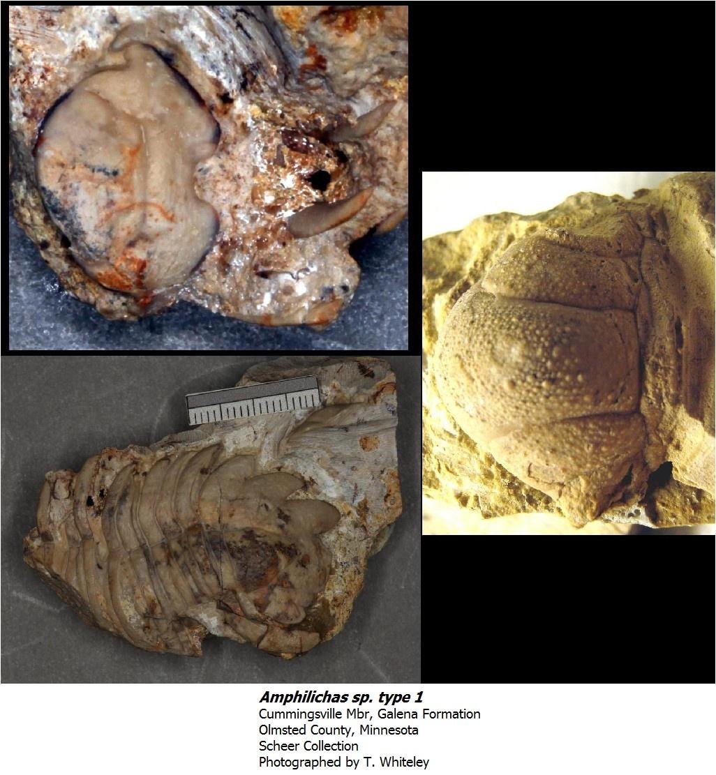 amphilichastype1.jpg