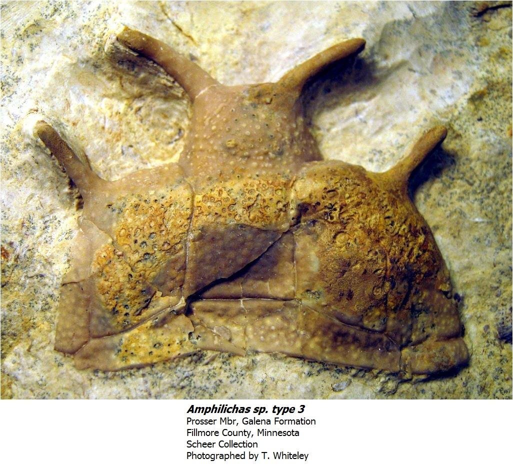 amphilichastype3.jpg