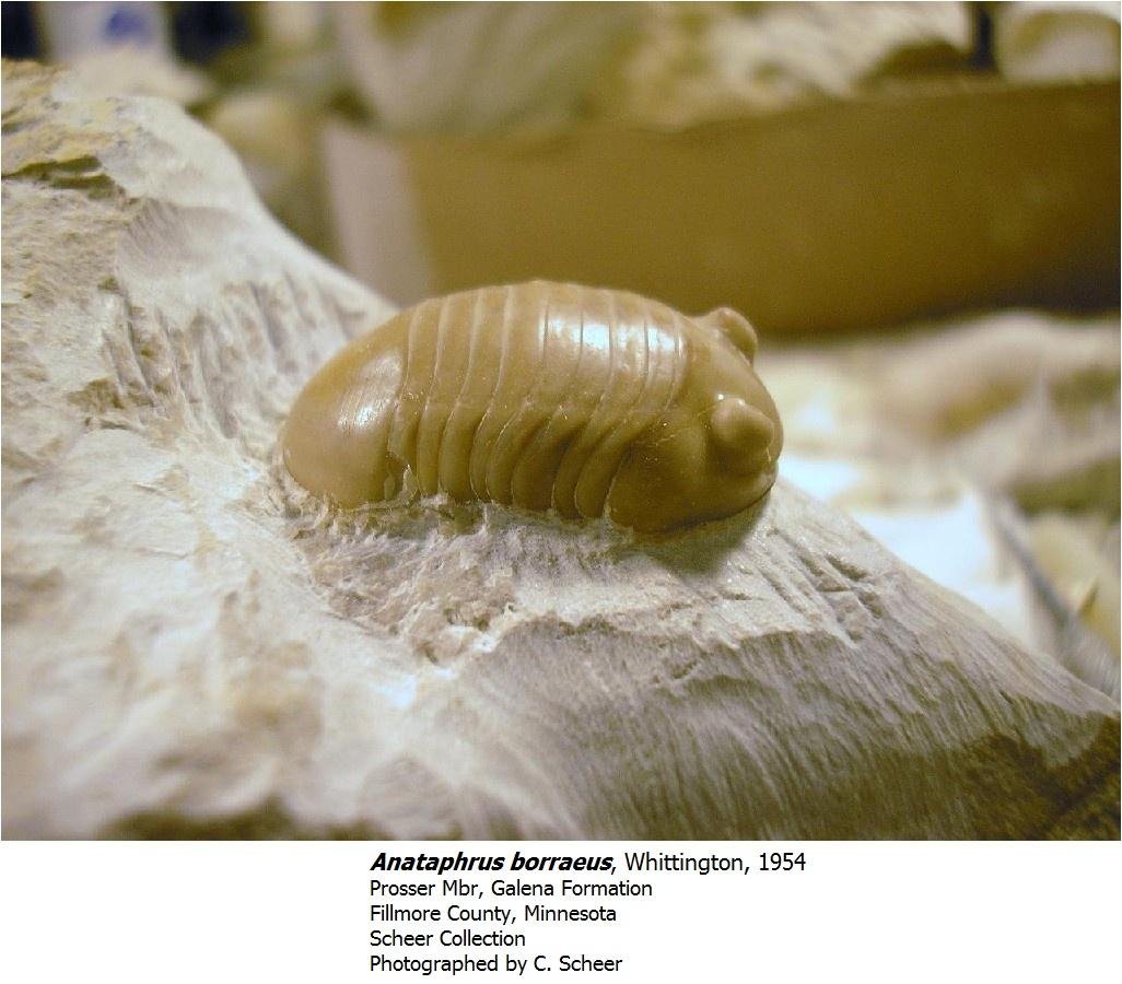 anataphrusborraeus.jpg