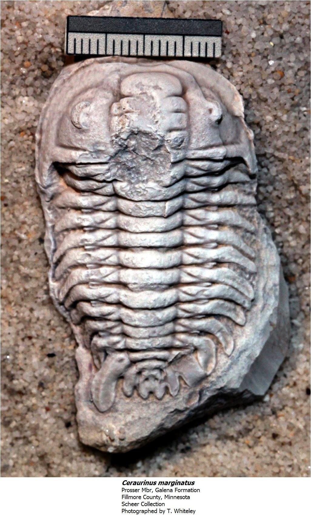 ceraurinusmarginatus.jpg