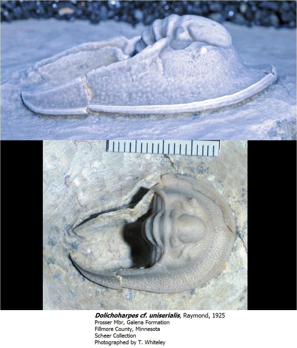 dolichoharpescfuniserialis.jpg