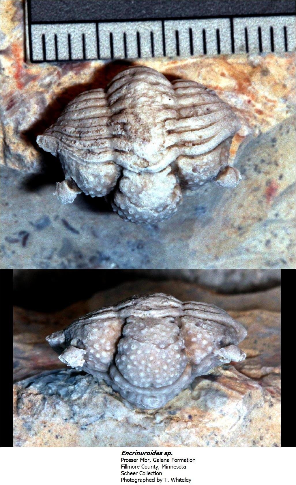 encriniroidessp.jpg