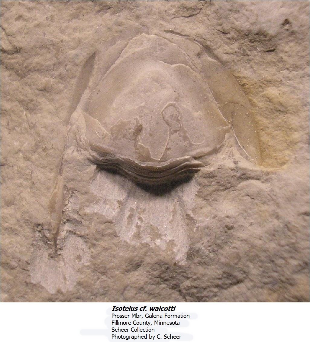 isoteluscfwalcotti.jpg